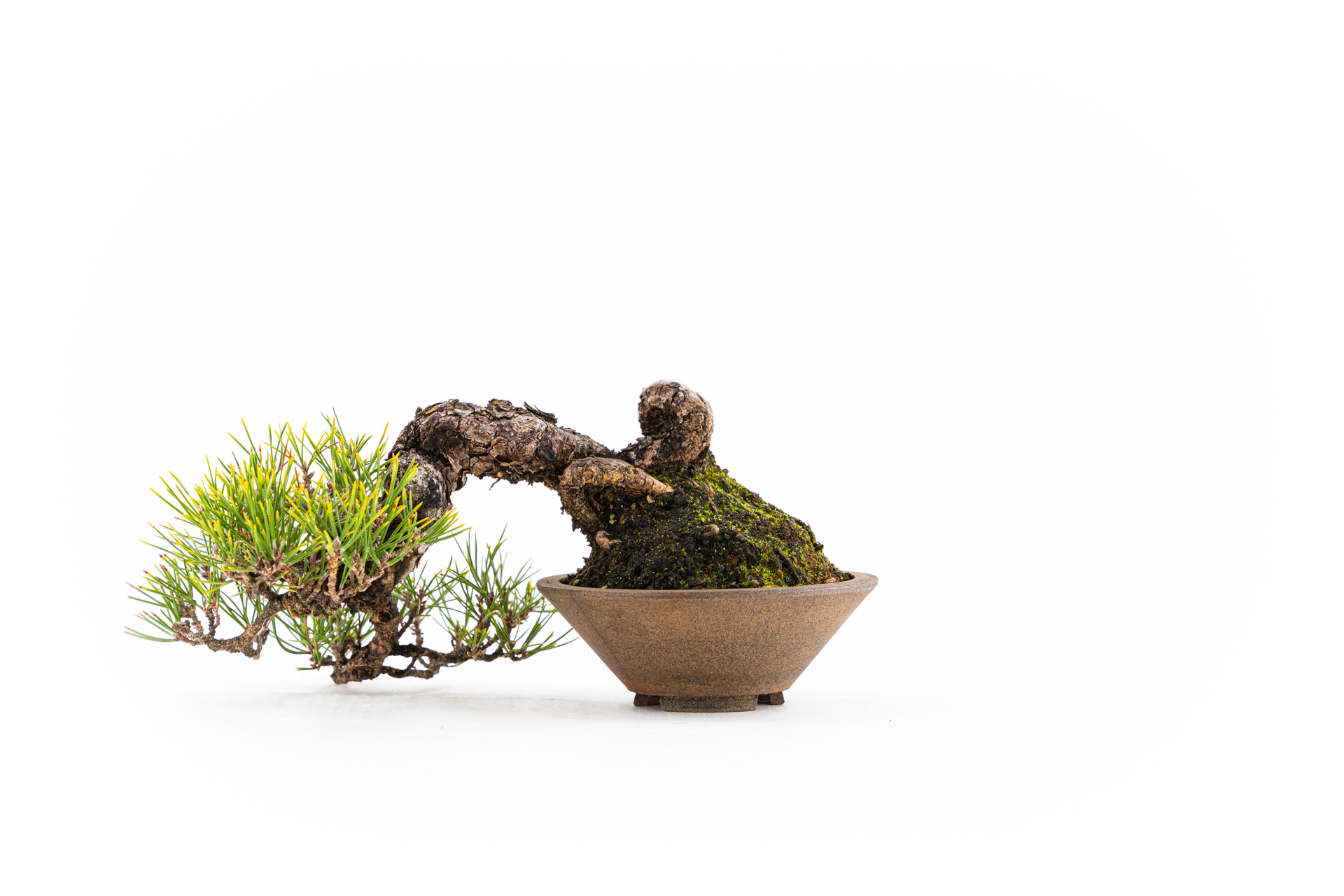 Pinus thunbergii n°3