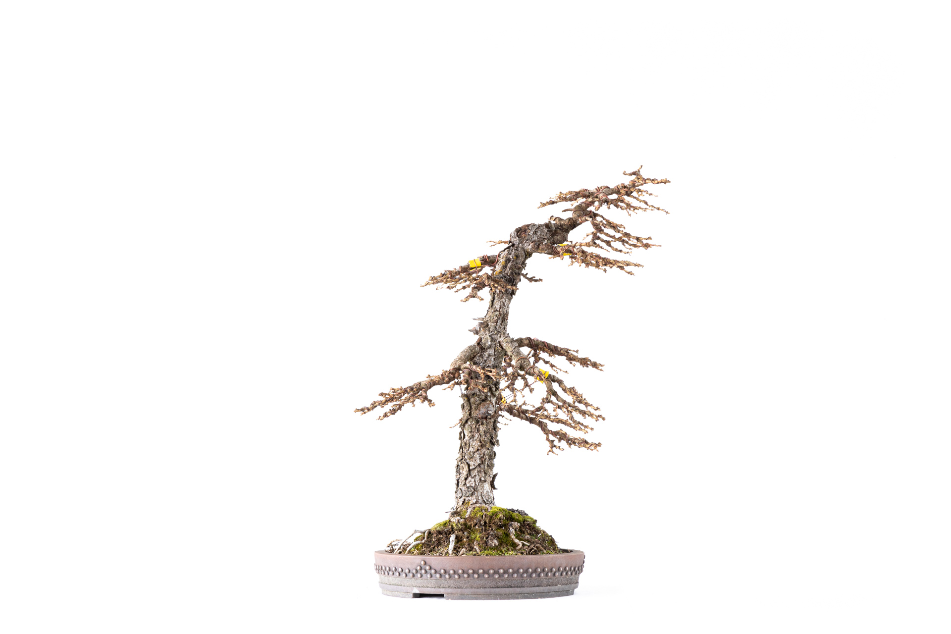  Larix decidua n°19