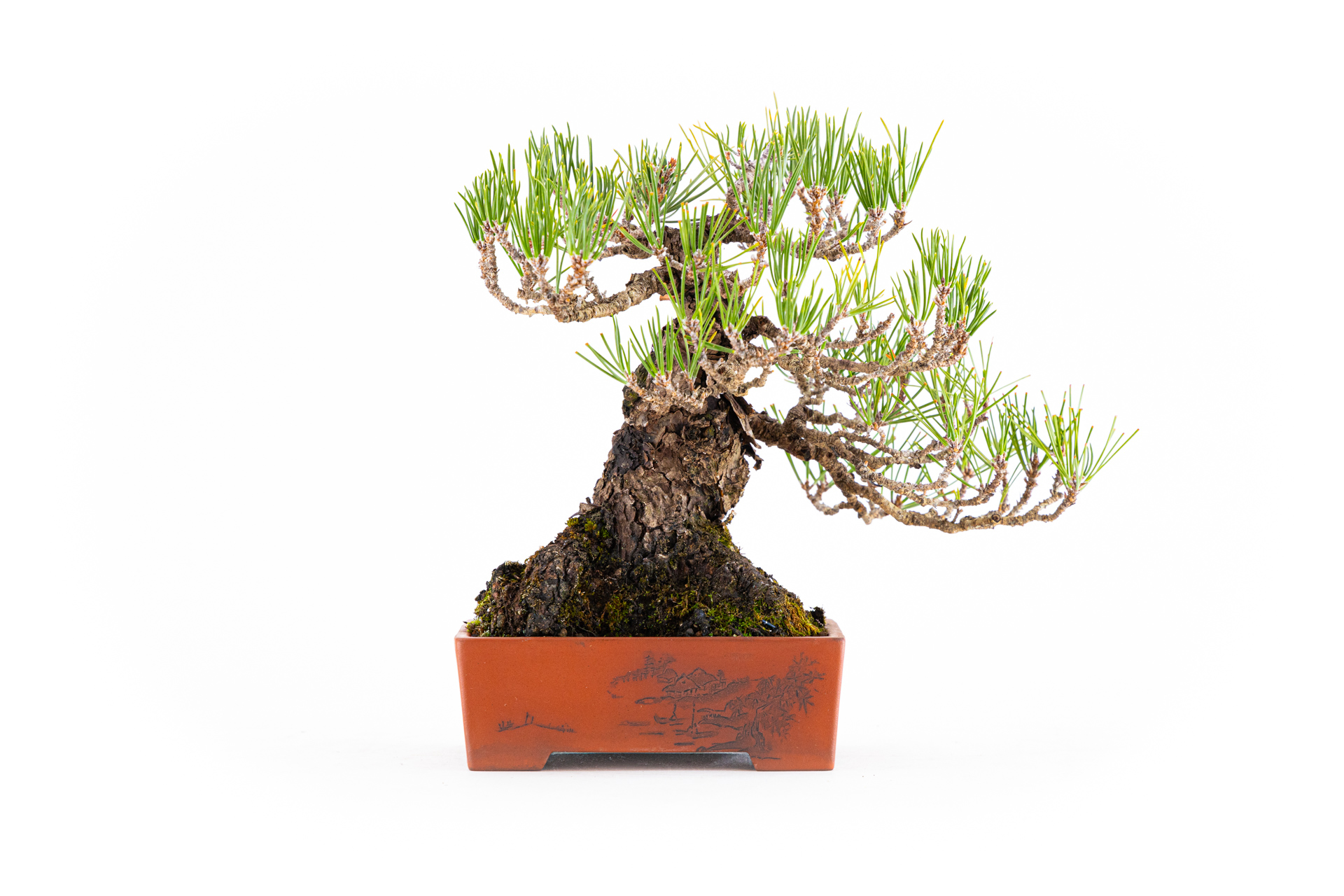 Pinus thunbergii n°2