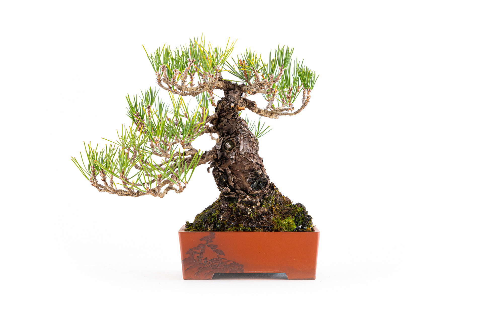 Pinus thunbergii n°2