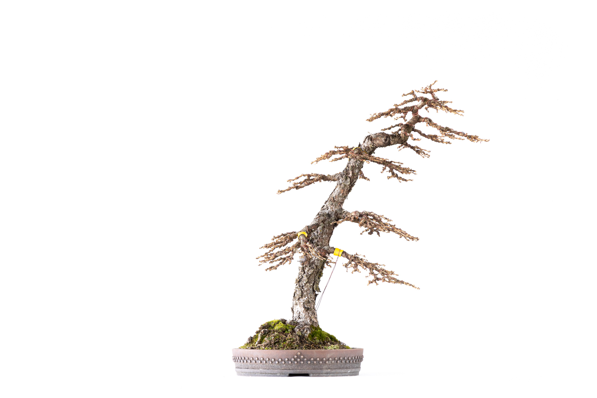  Larix decidua n°19