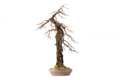 Larix decidua n°25