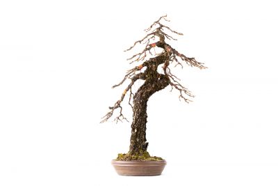 Larix decidua n°25