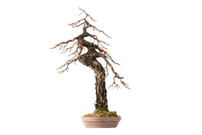Larix decidua n°25
