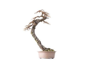 Larix decidua n°4