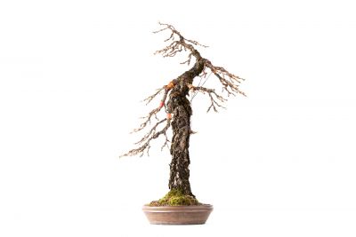 Larix decidua n°25