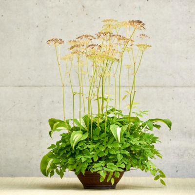 Kusamono-Bonsai - Grasbonsai