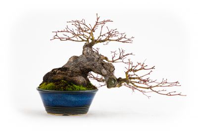  Acer palmatum n°3