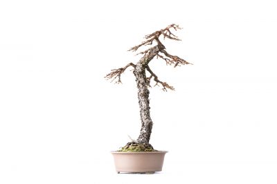 Larix decidua n°4