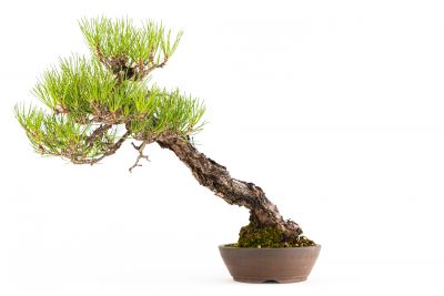  Pinus thunbergii n°7