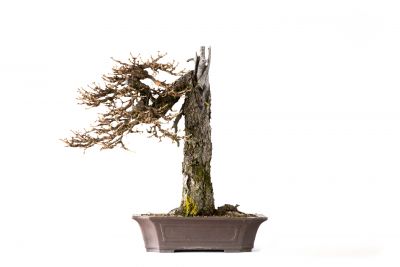  Larix decidua n°24
