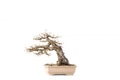  Larix decidua n°27
