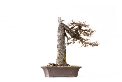  Larix decidua n°24