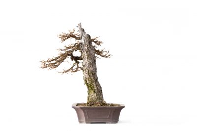  Larix decidua n°24