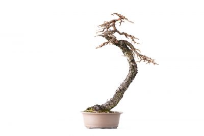 Larix decidua n°4