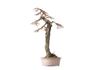Larix decidua n°4