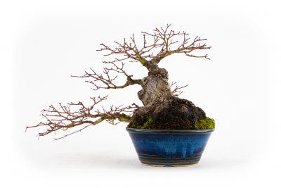  Acer palmatum n°3