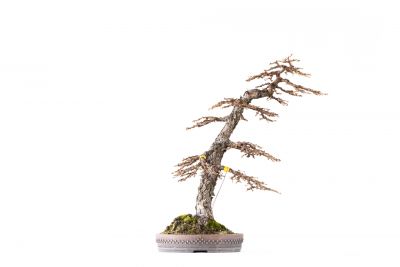  Larix decidua n°19